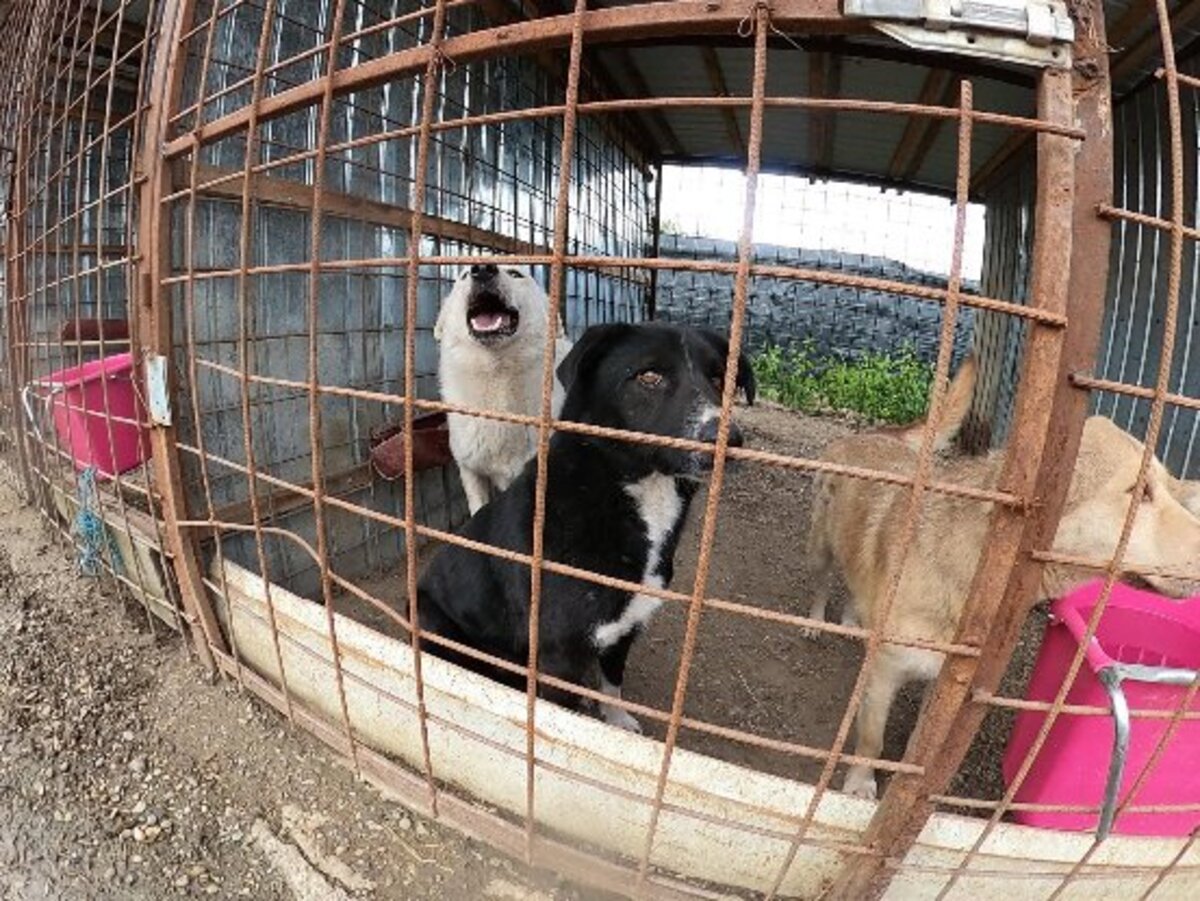 Adoption Mistral