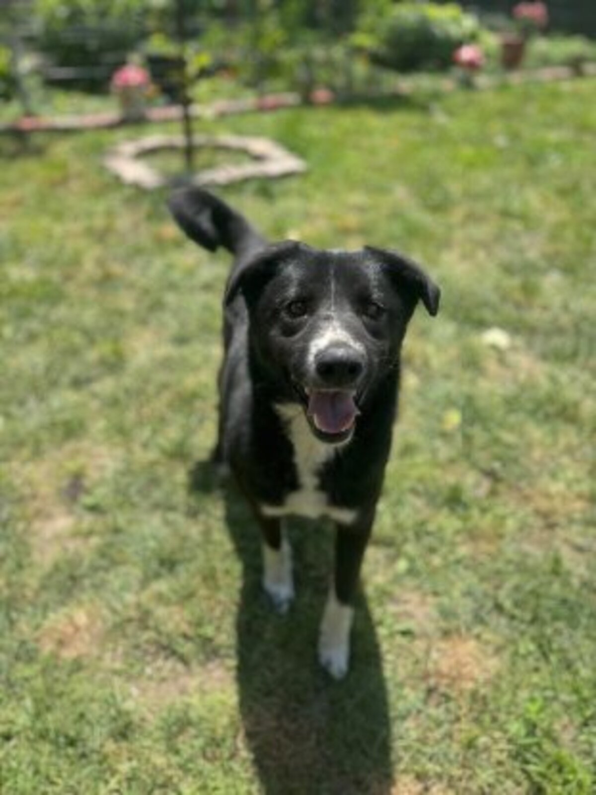 Adoption Mistral