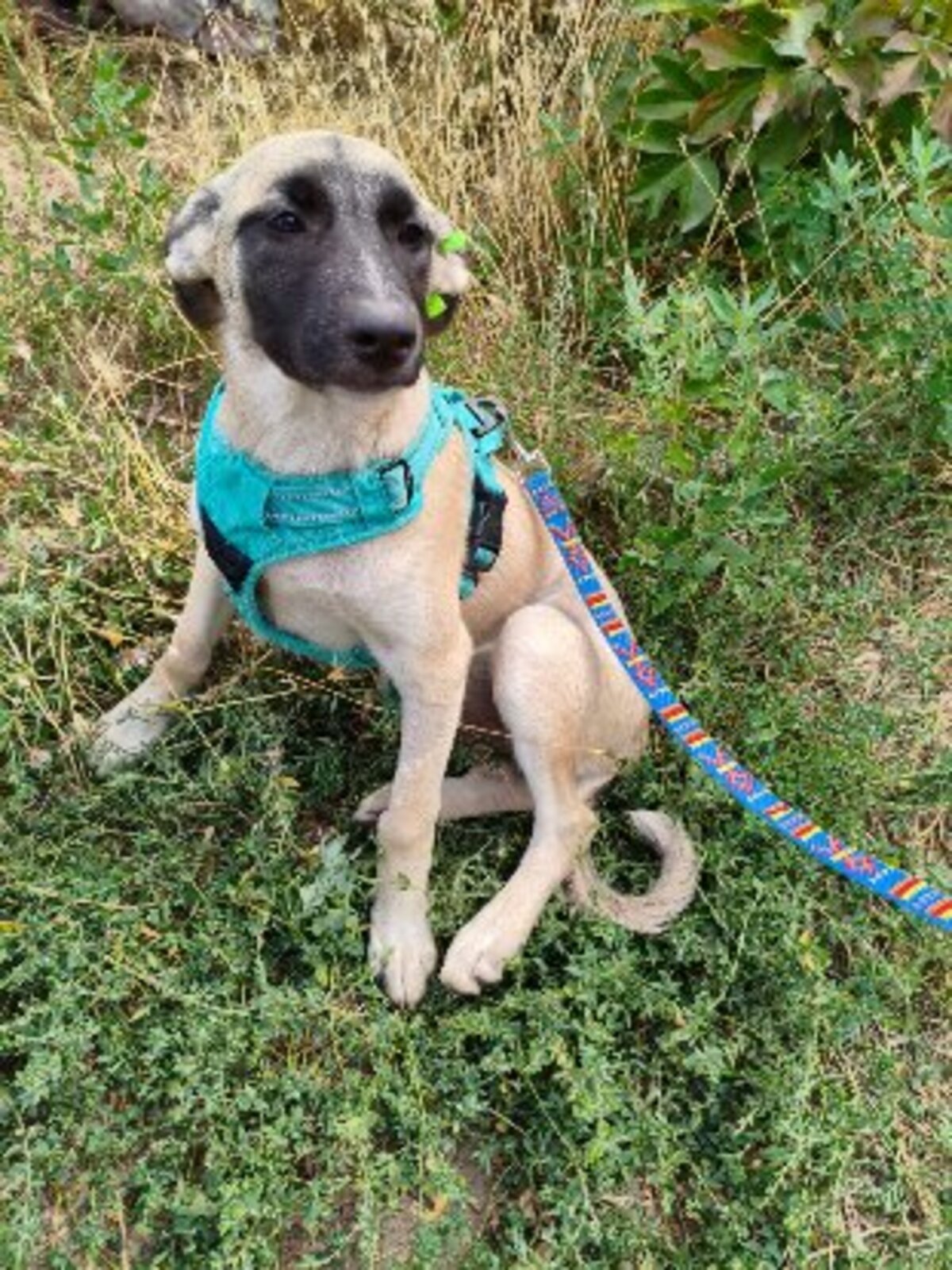Adoption Mokka
