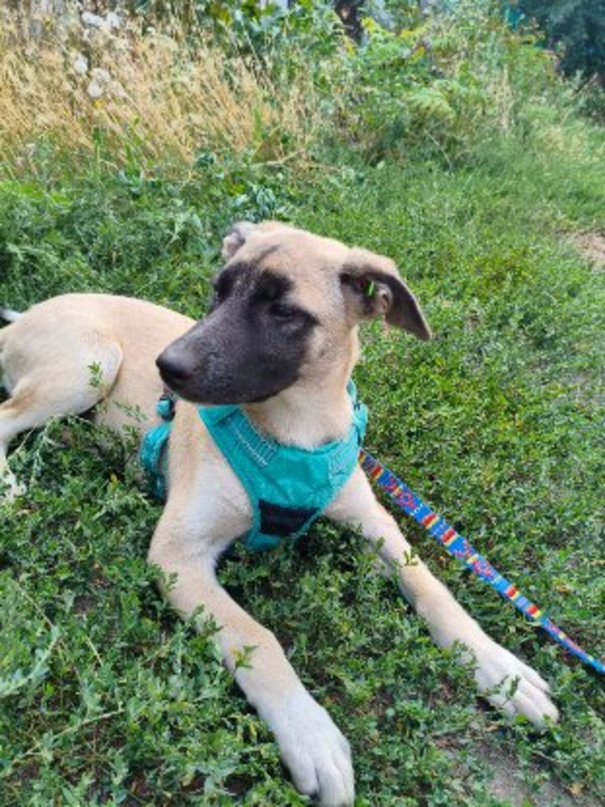 Adoption Mokka