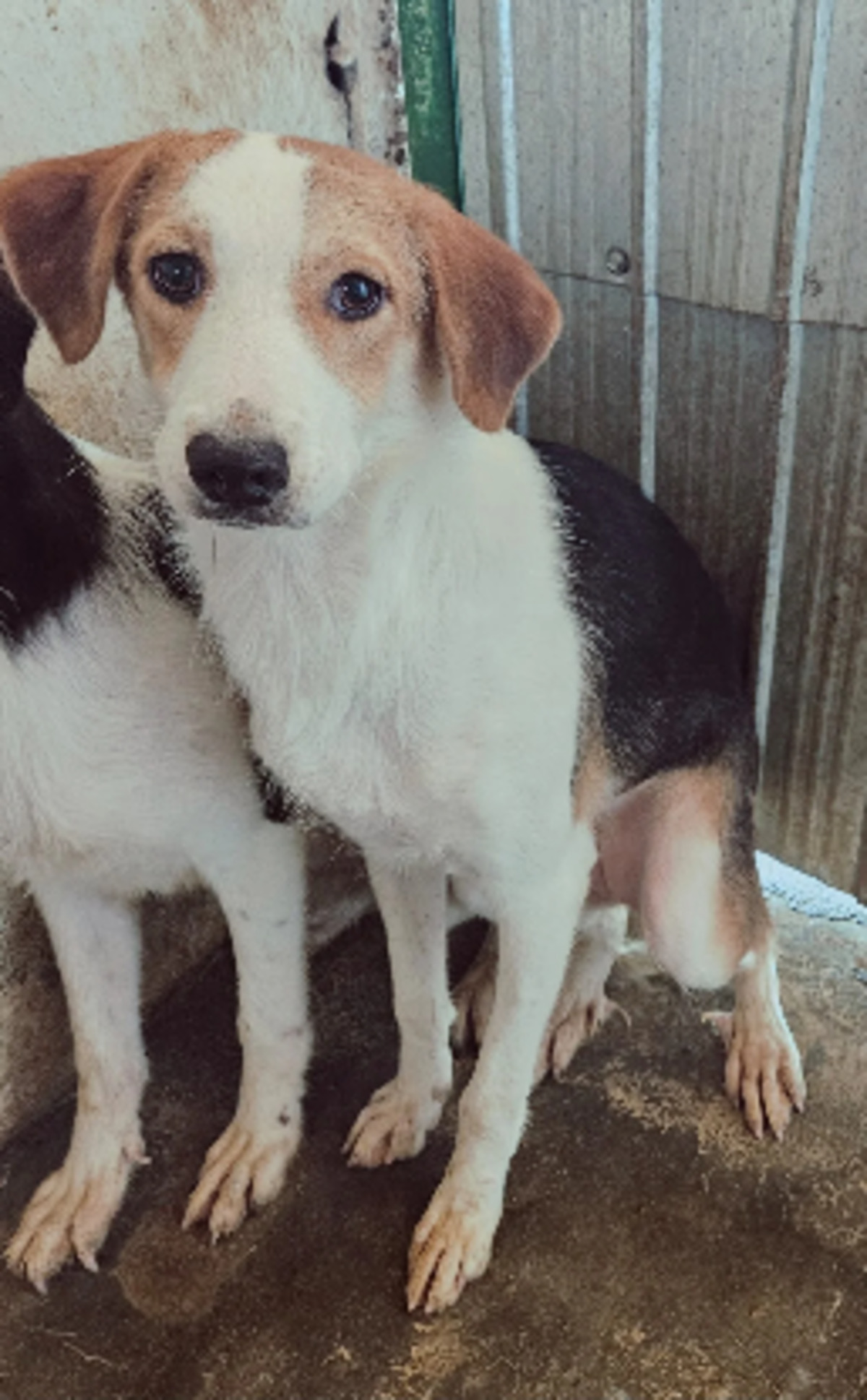 Adoption Molly