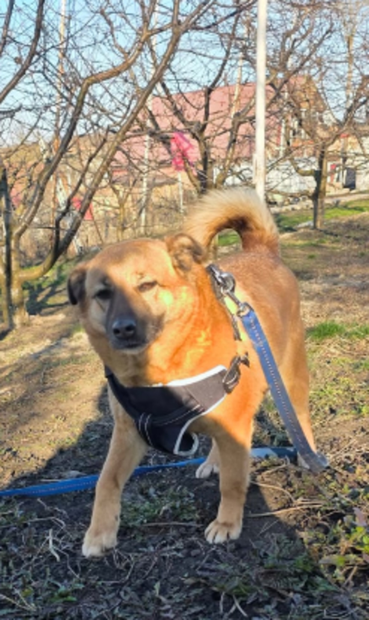Adoption Mona