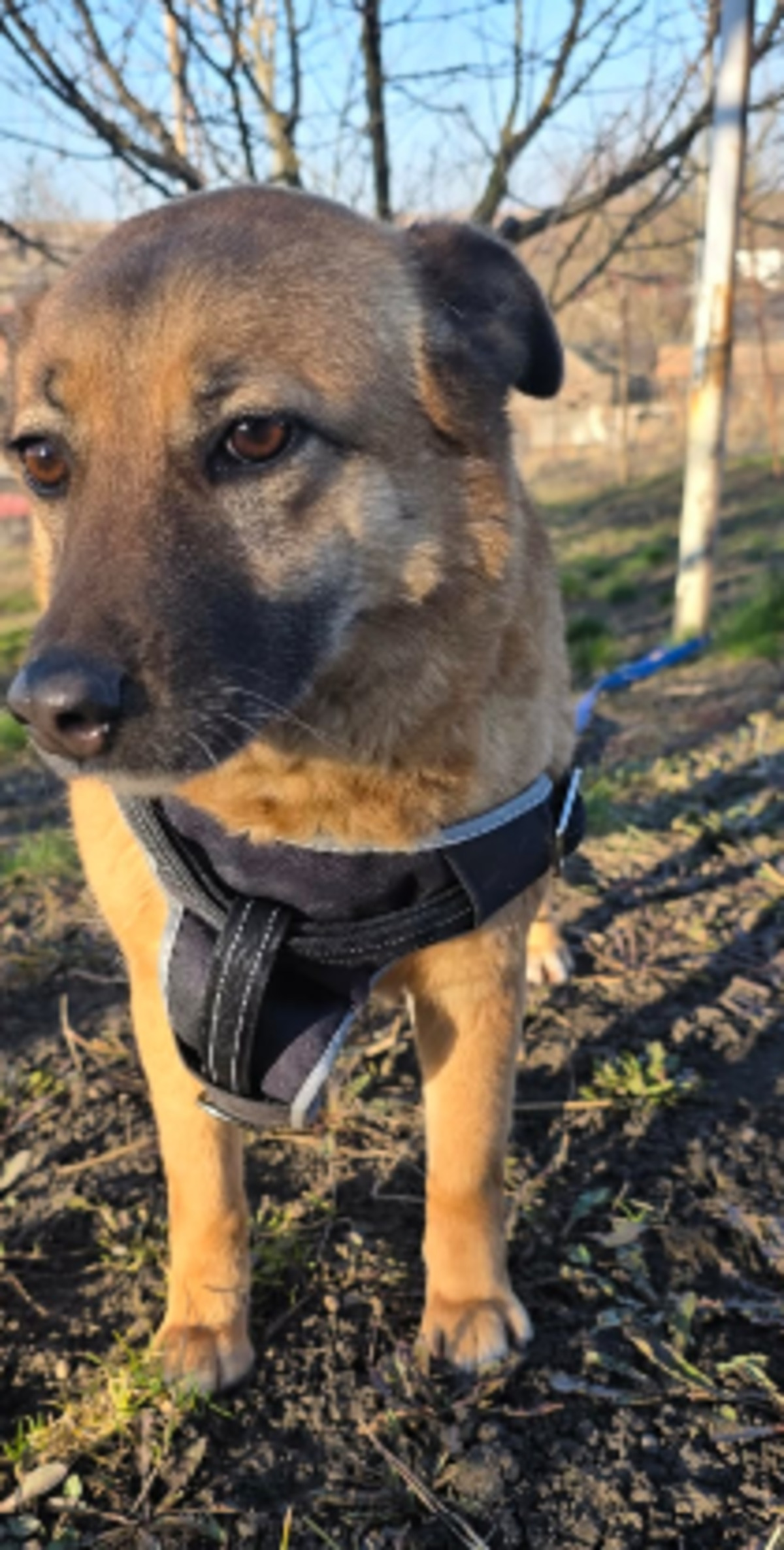 Adoption Mona
