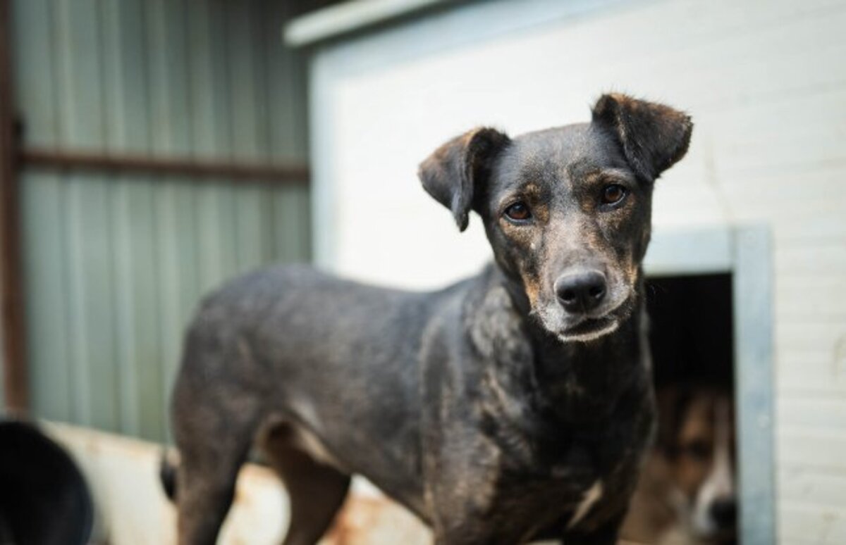 Adoption Monica
