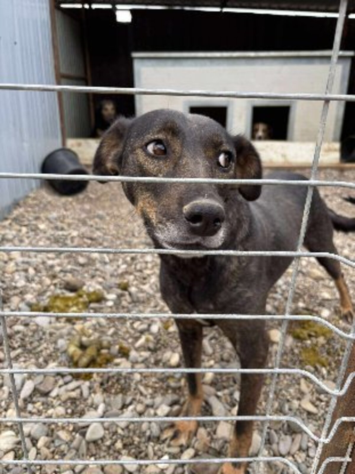 Adoption Monica