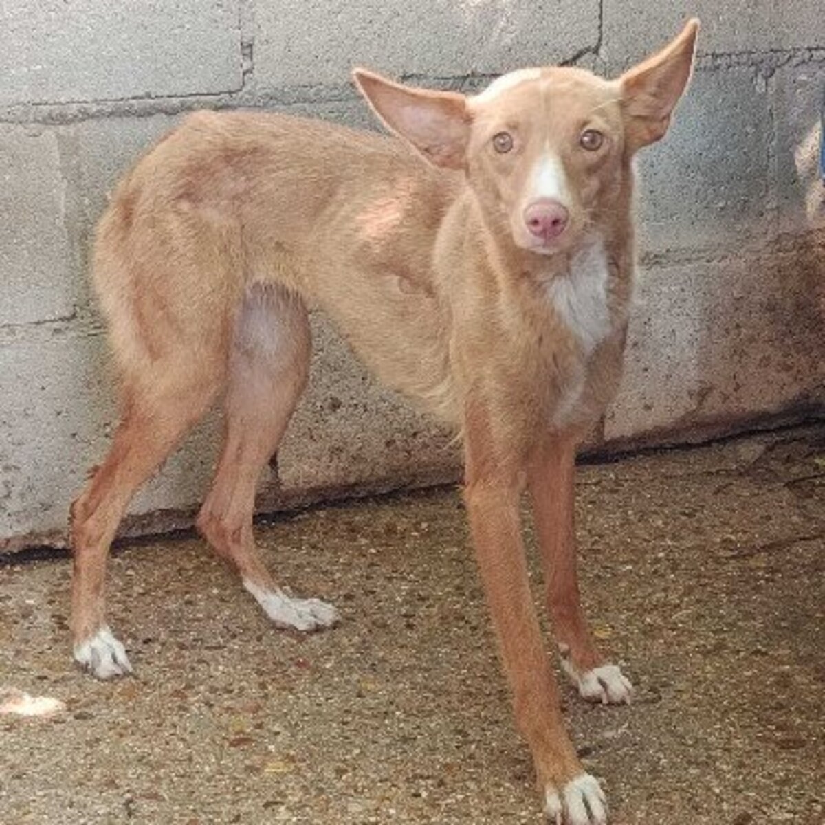 Adoption Montaga