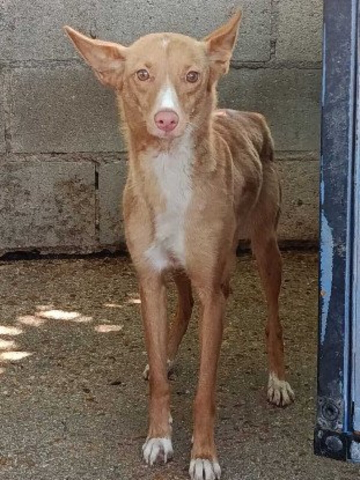 Adoption Montaga