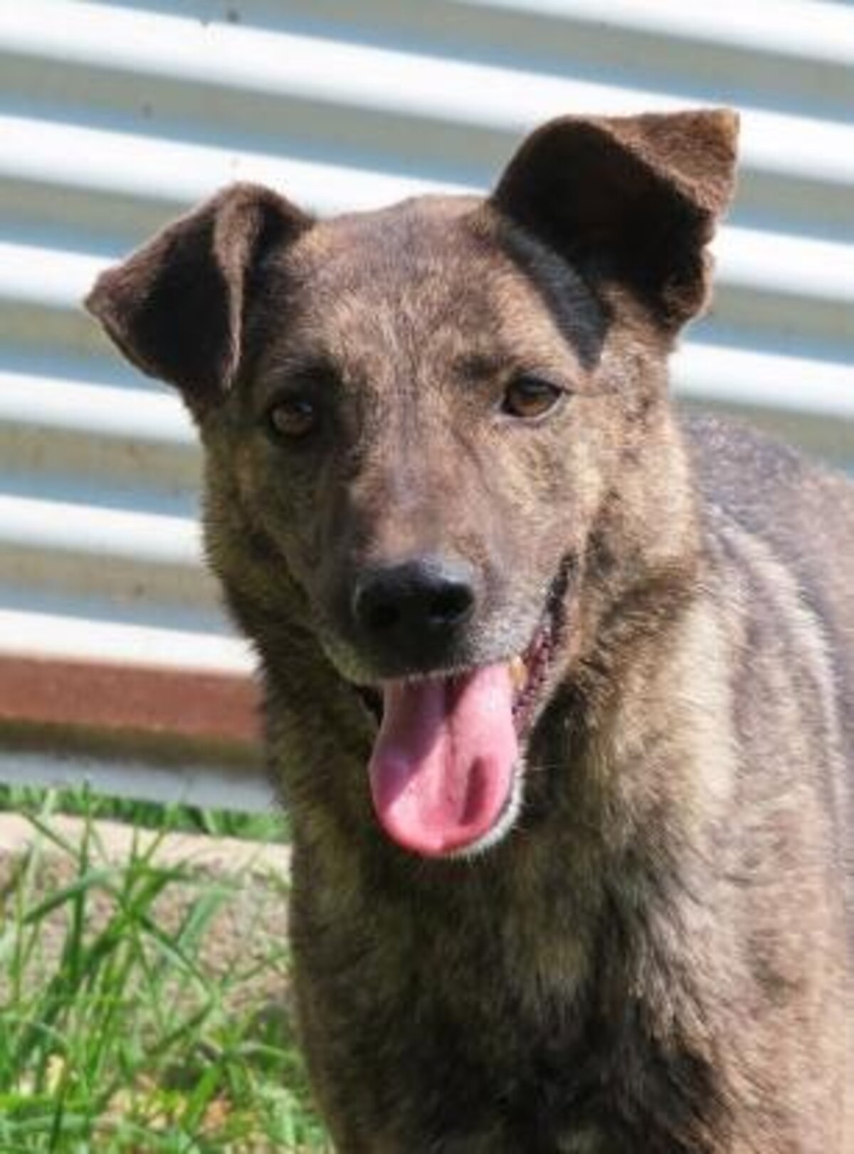 Adoption Montana