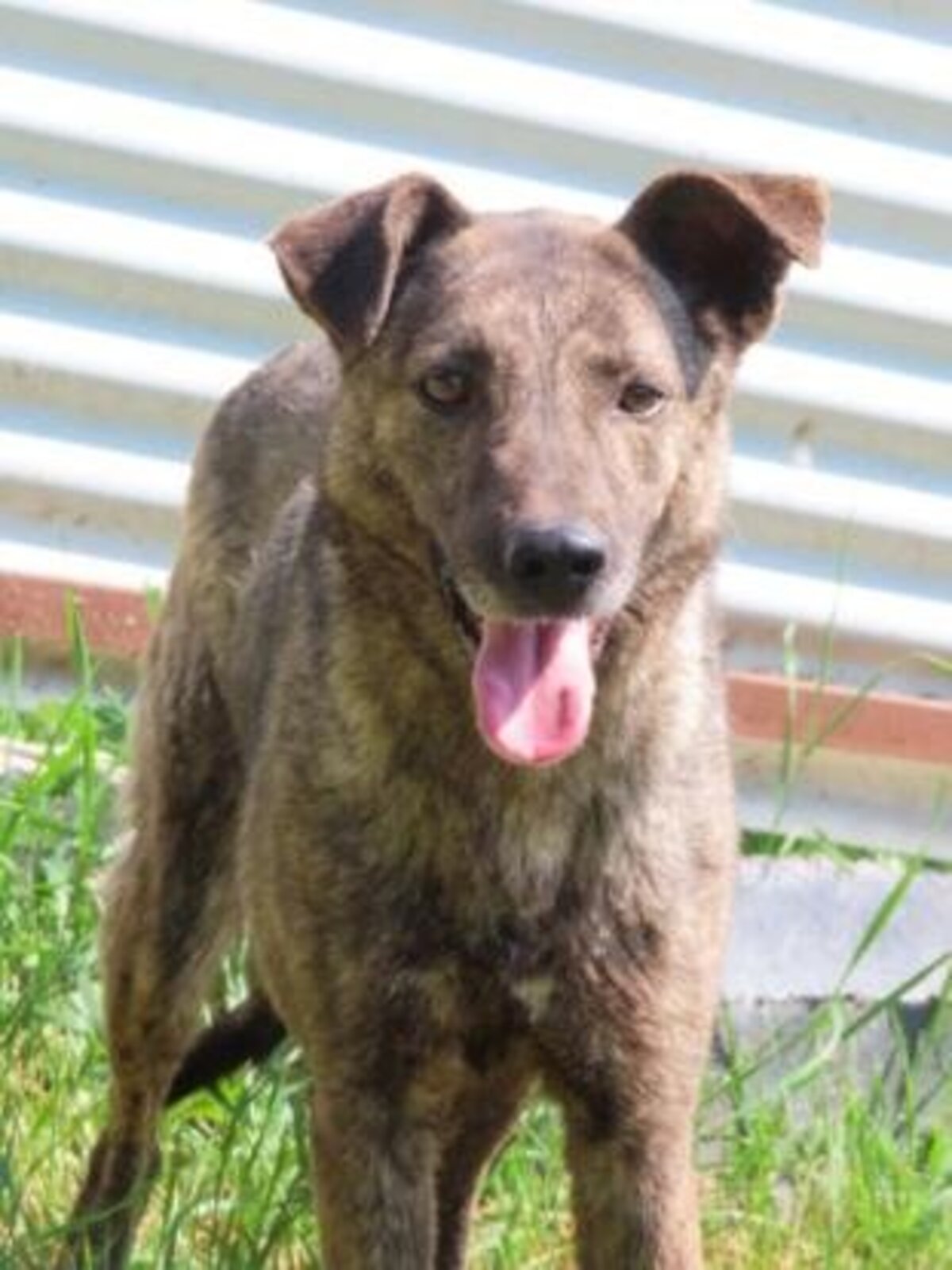 Adoption Montana