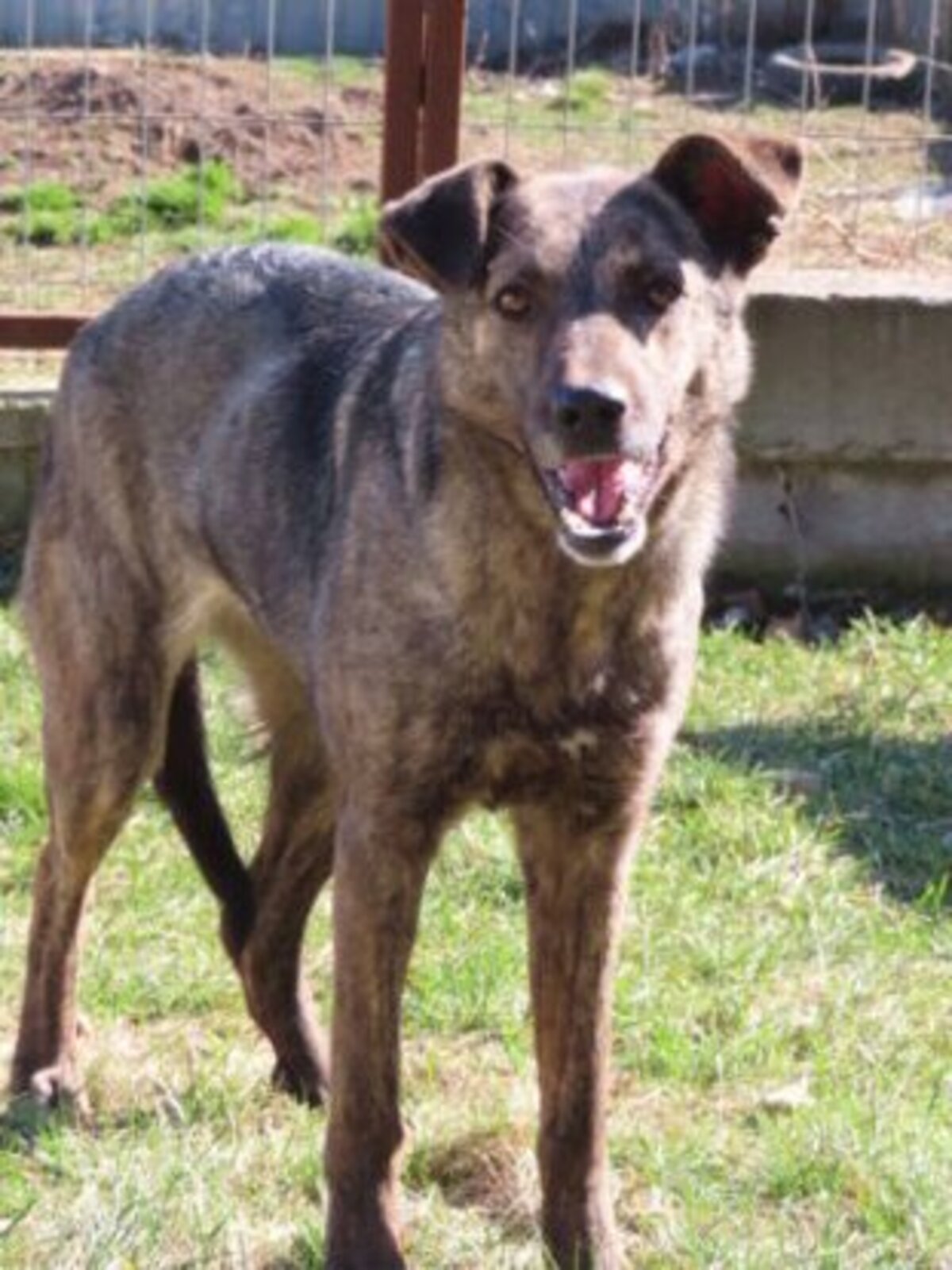 Adoption Montana