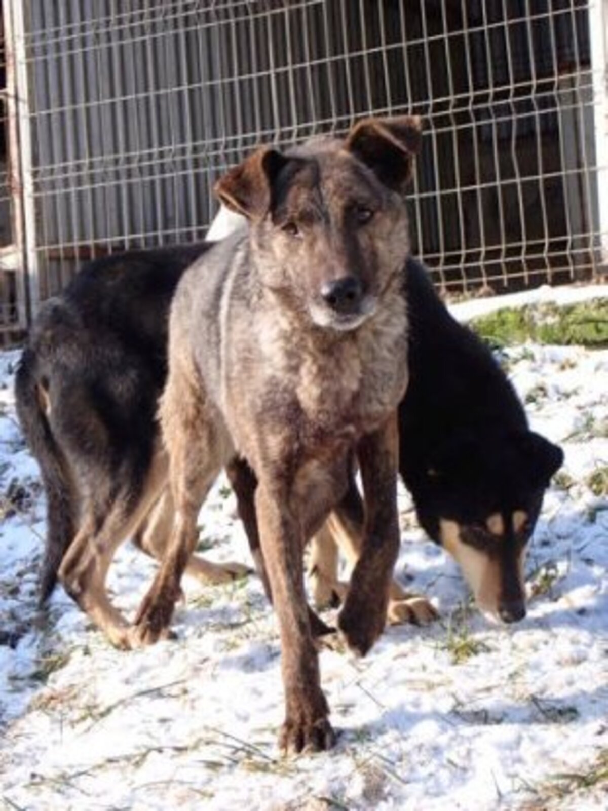 Adoption Montana