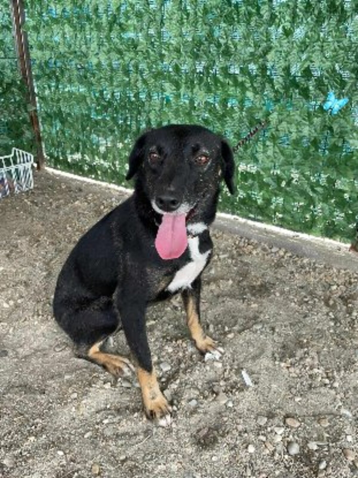 Adoption Mora