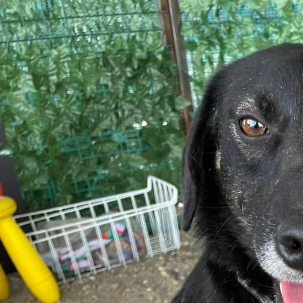 Adoption Mora