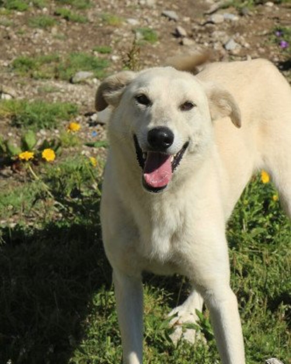 Adoption Morango