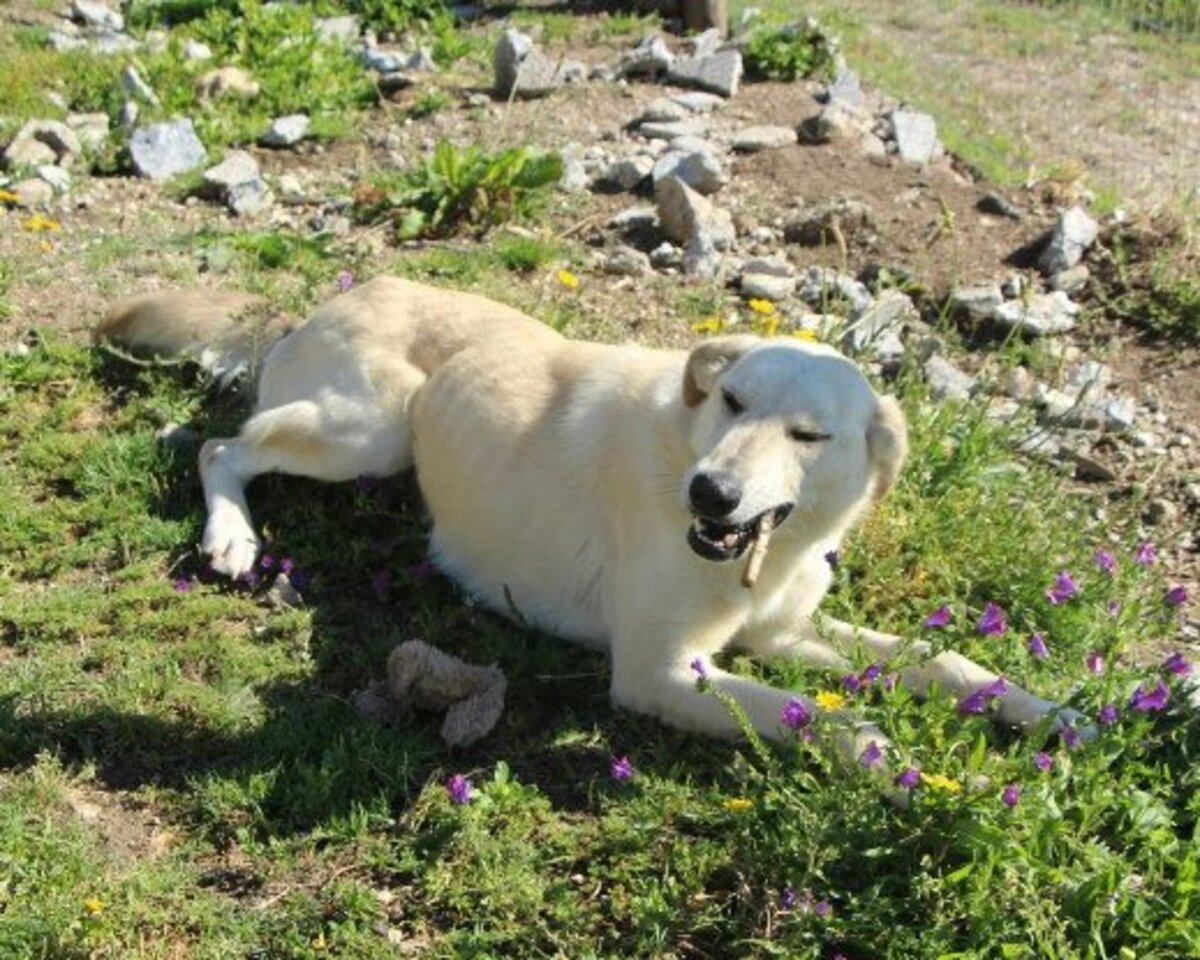Adoption Morango