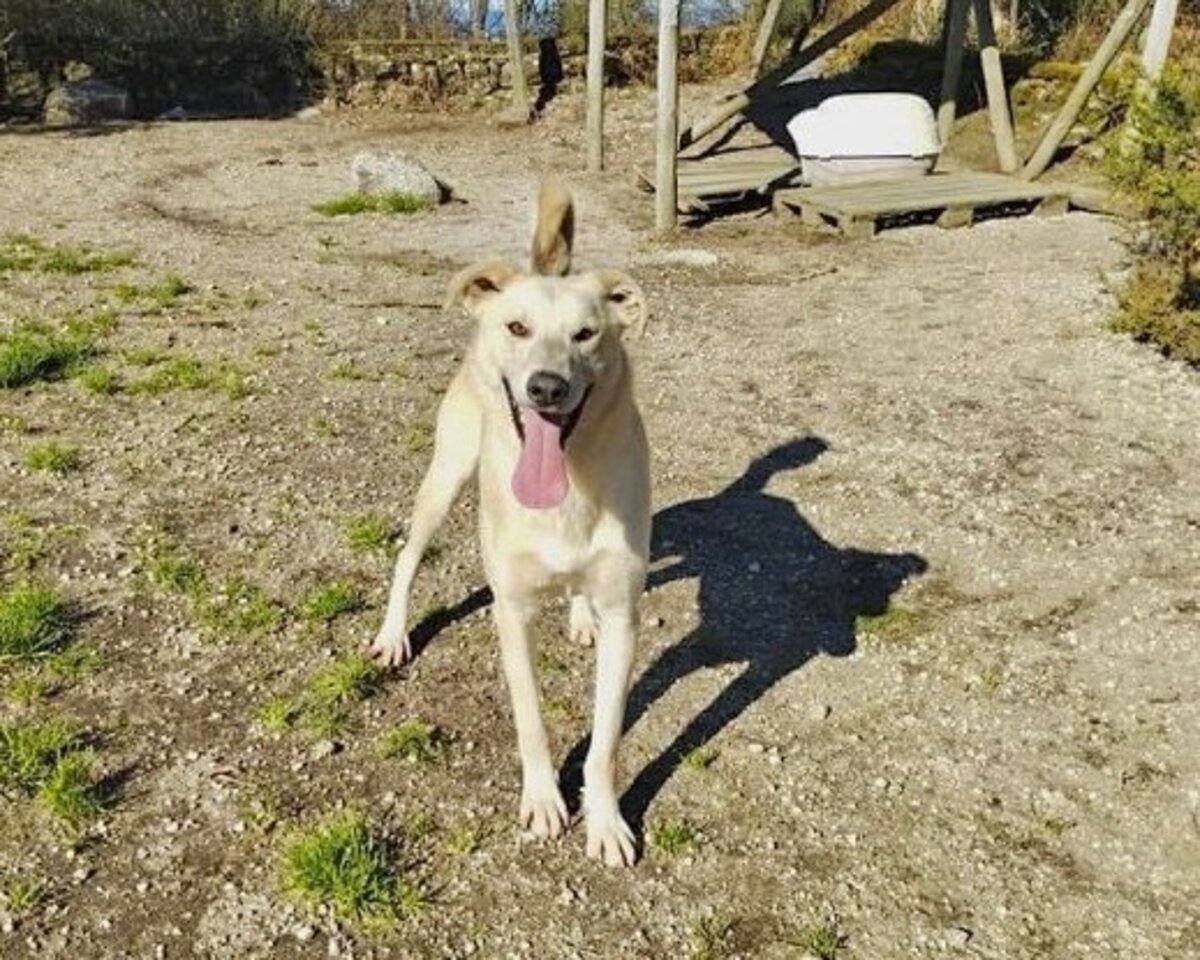 Adoption Morango