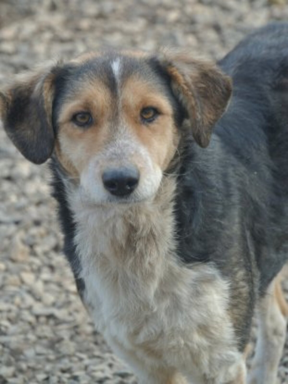 Adoption Morwen