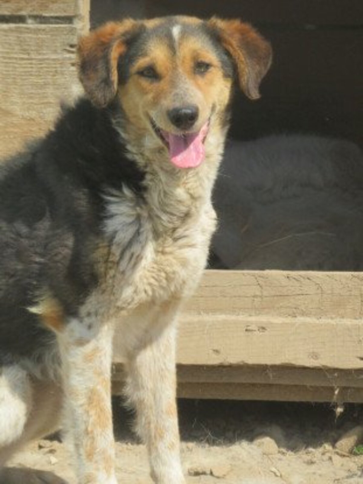 Adoption Morwen