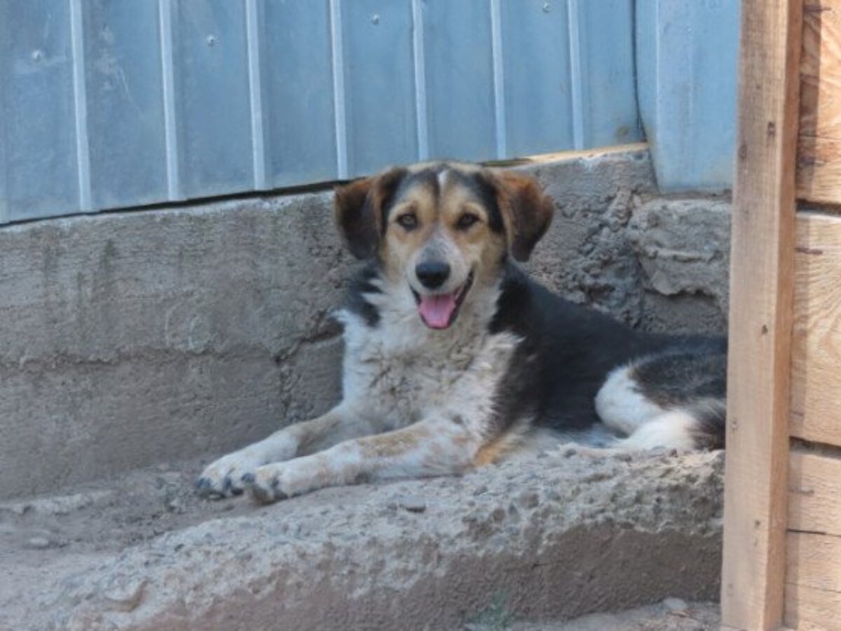 Adoption Morwen