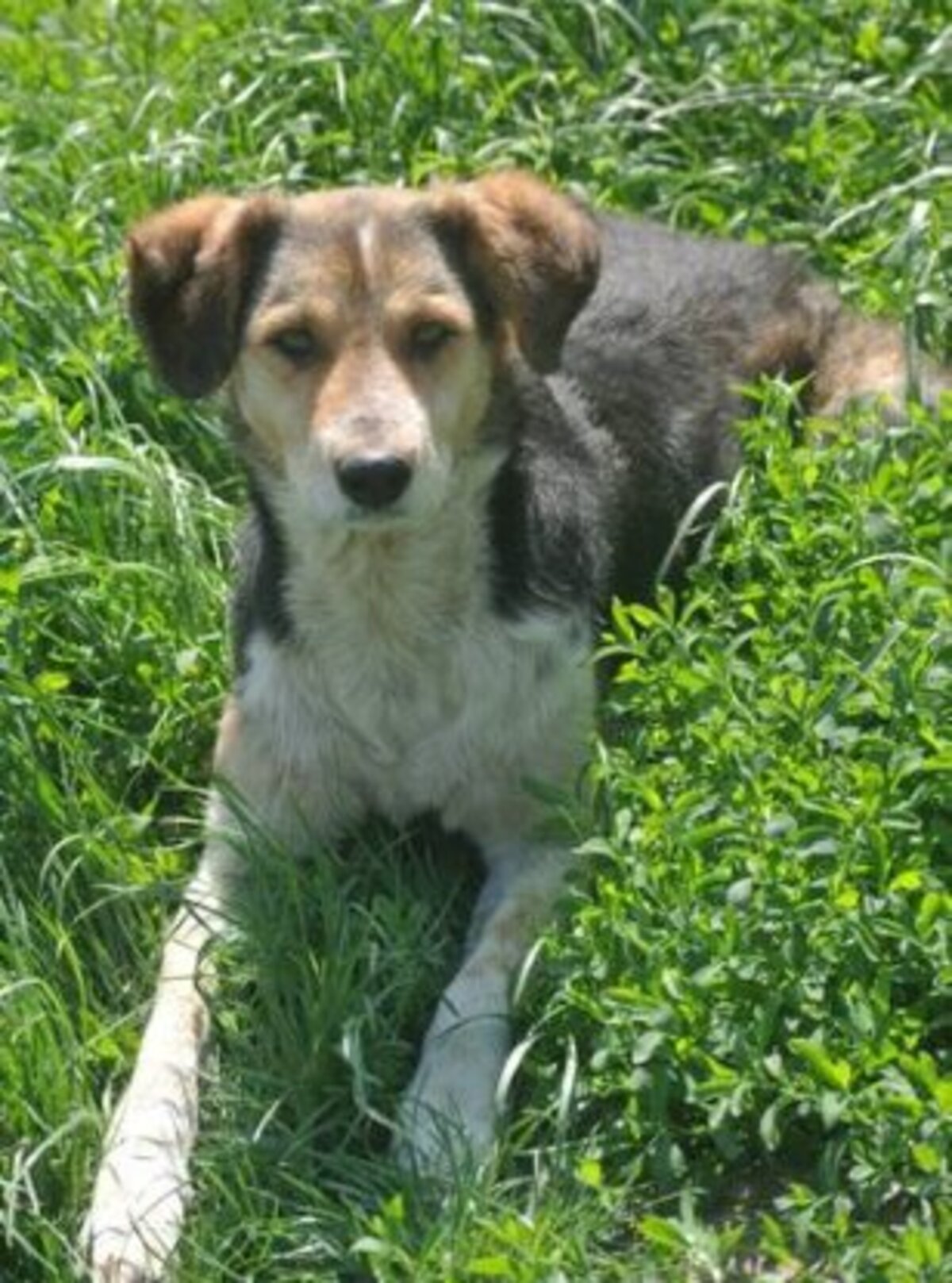 Adoption Morwen