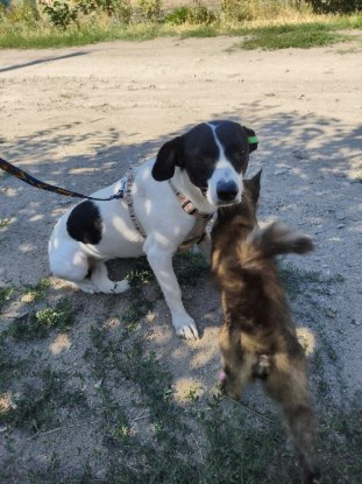 Adoption Mottya
