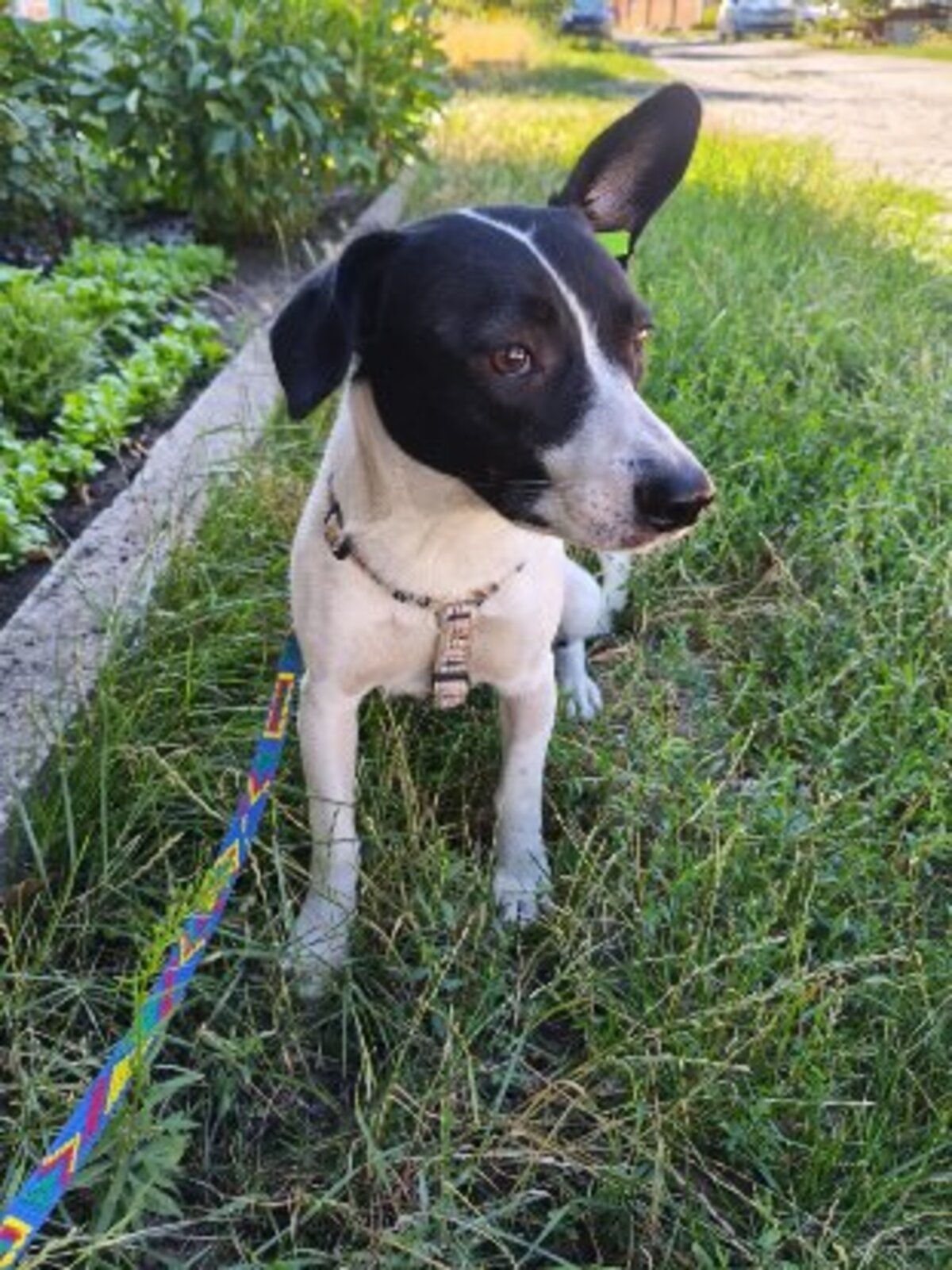 Adoption Mottya