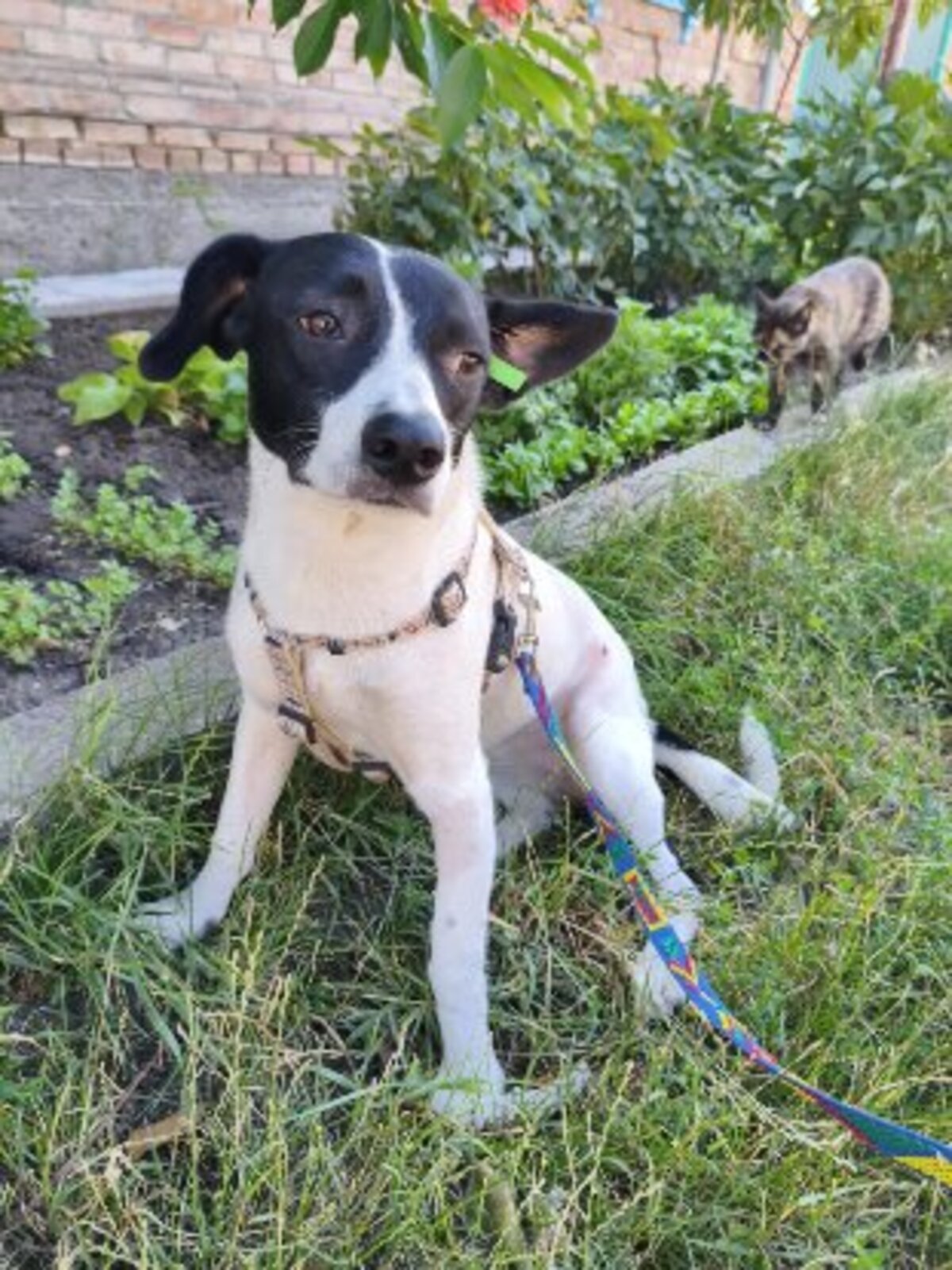Adoption Mottya