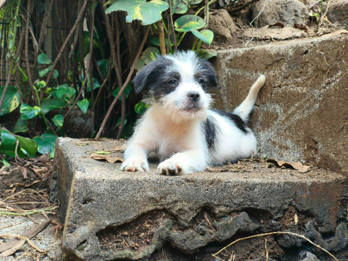 Adoption Moufia