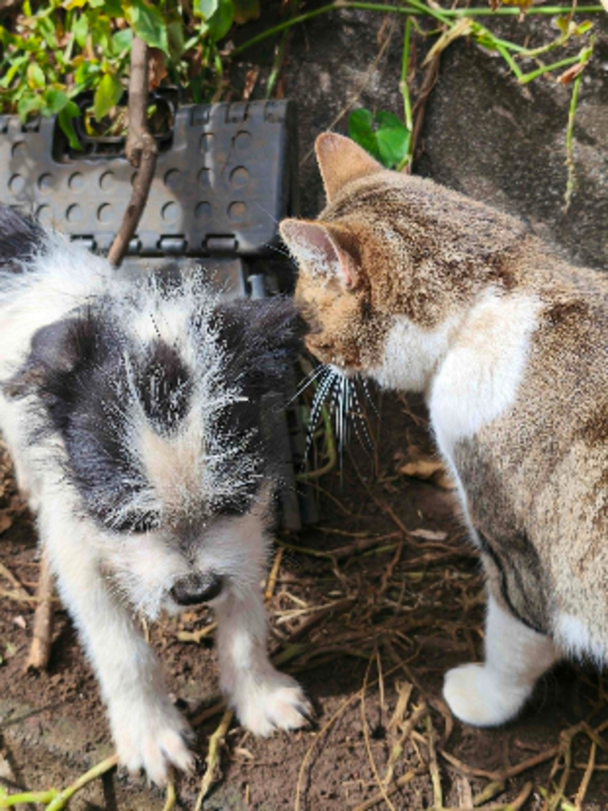 Adoption Moufia