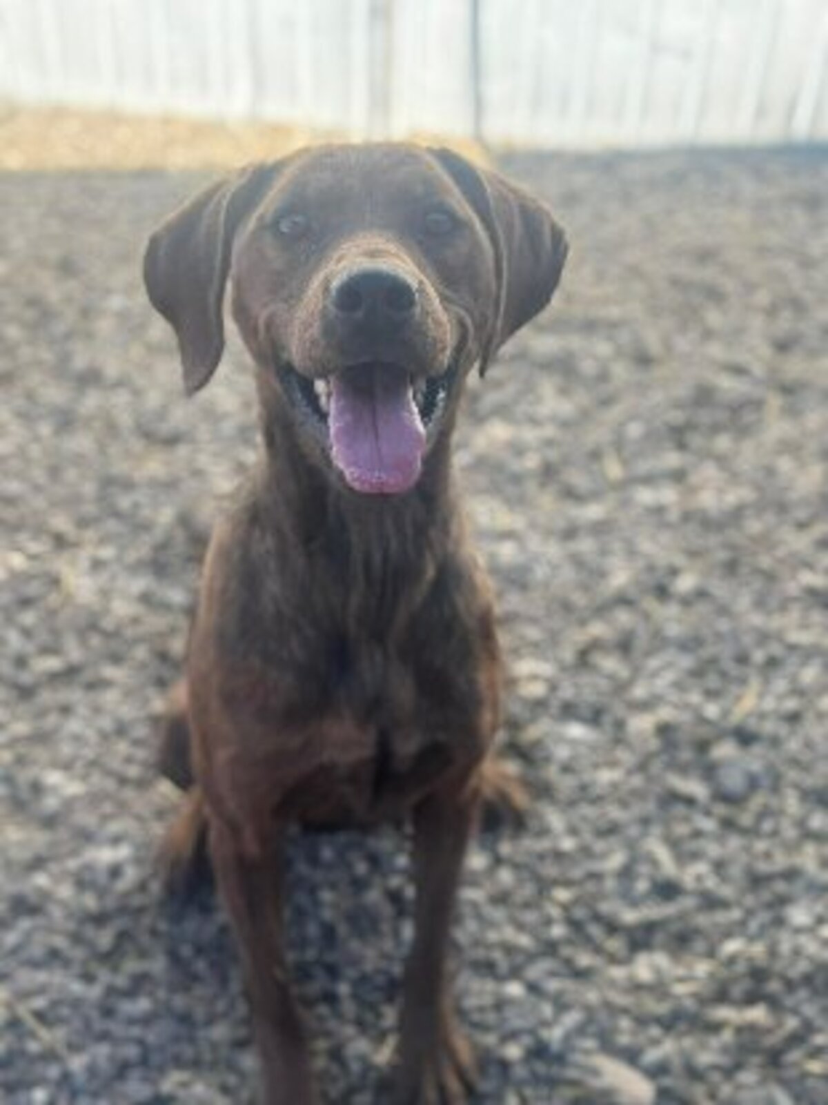 Adoption Mousse