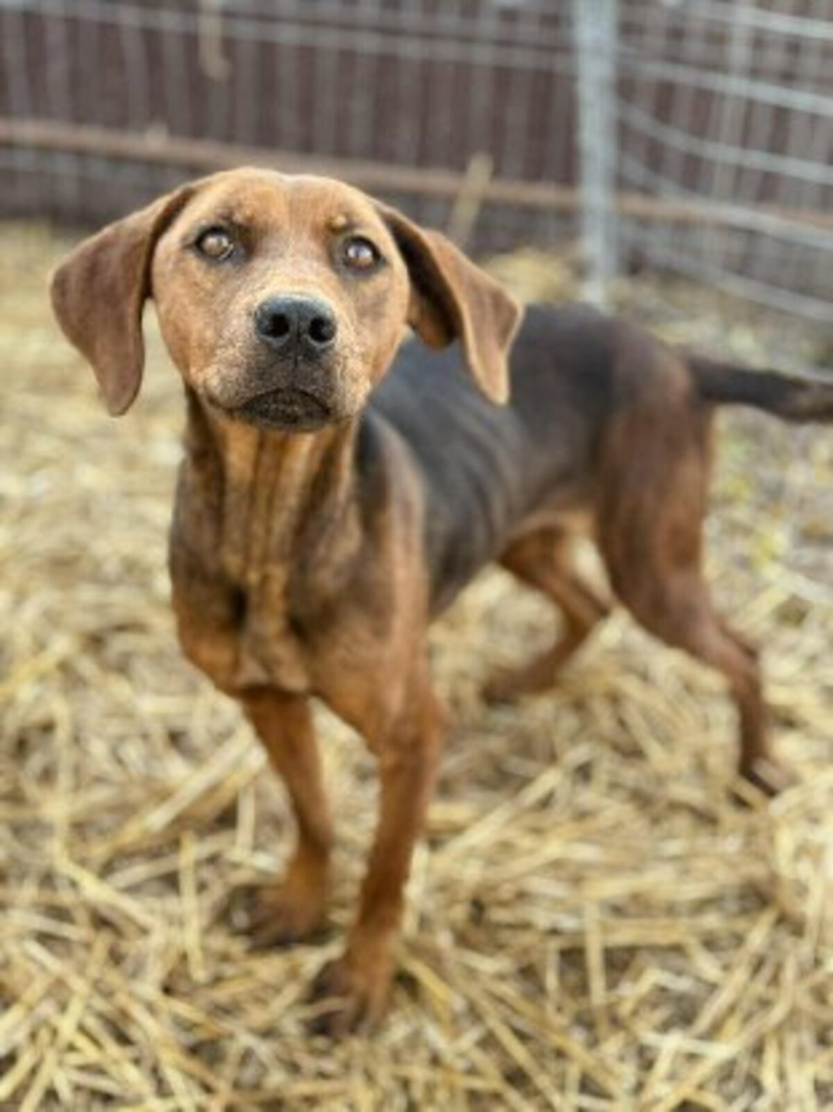 Adoption Mousse