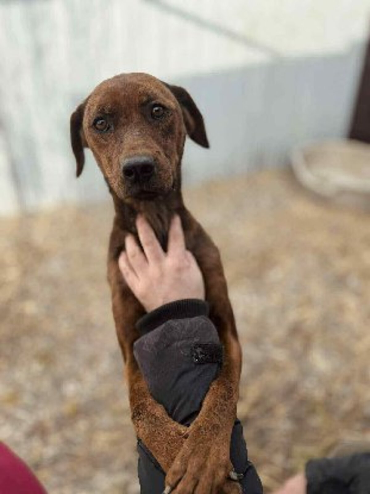 Adoption Mousse