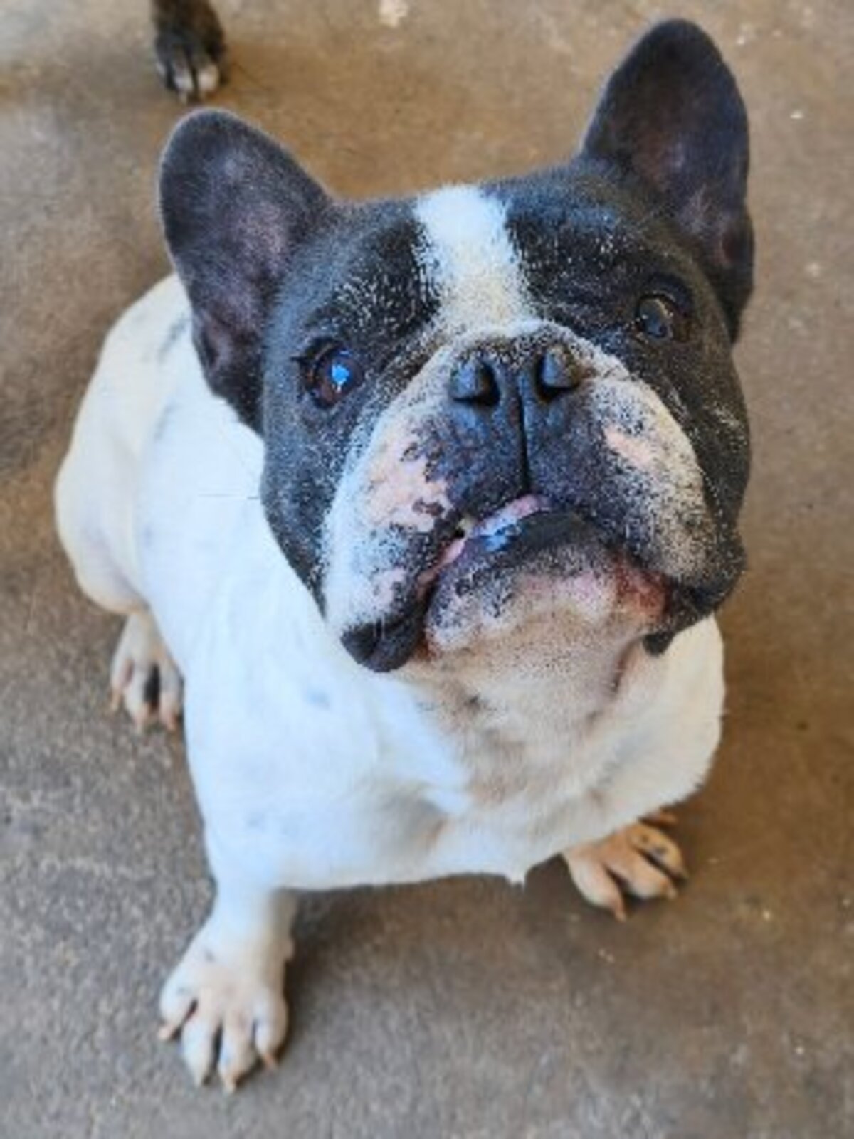 Adoption Mozzy
