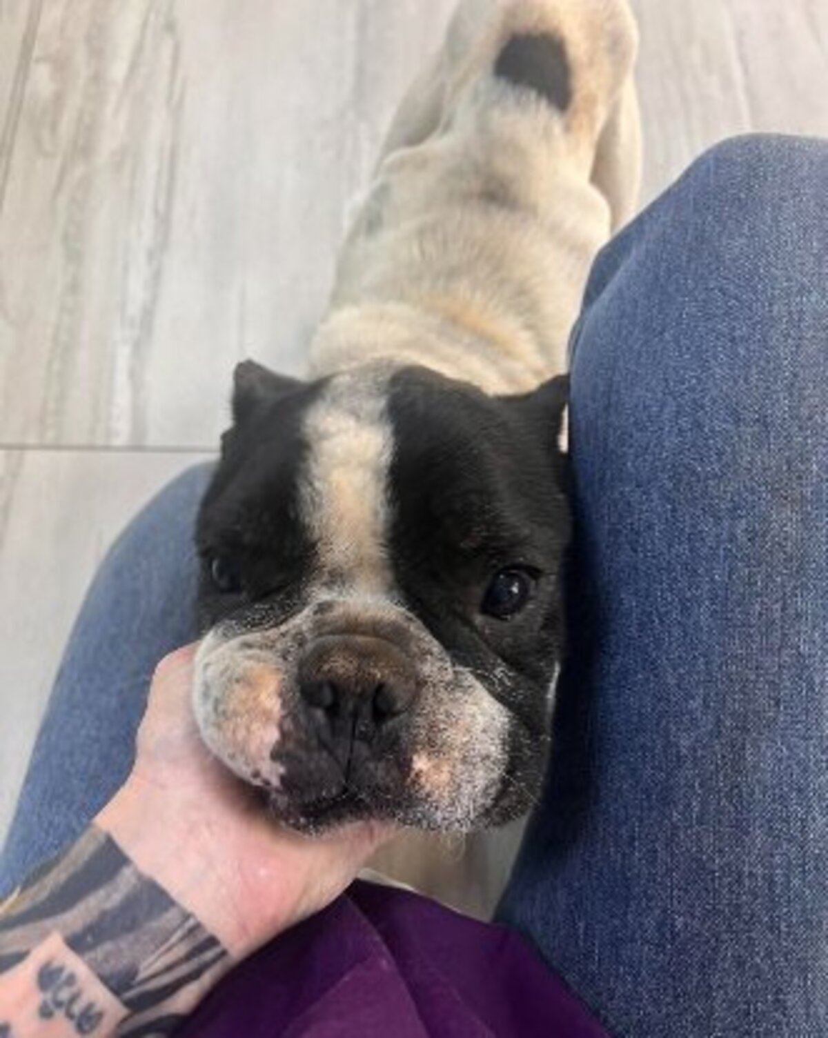 Adoption Mozzy