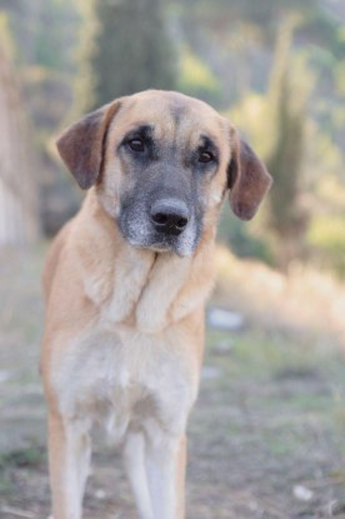 Adoption Muffin
