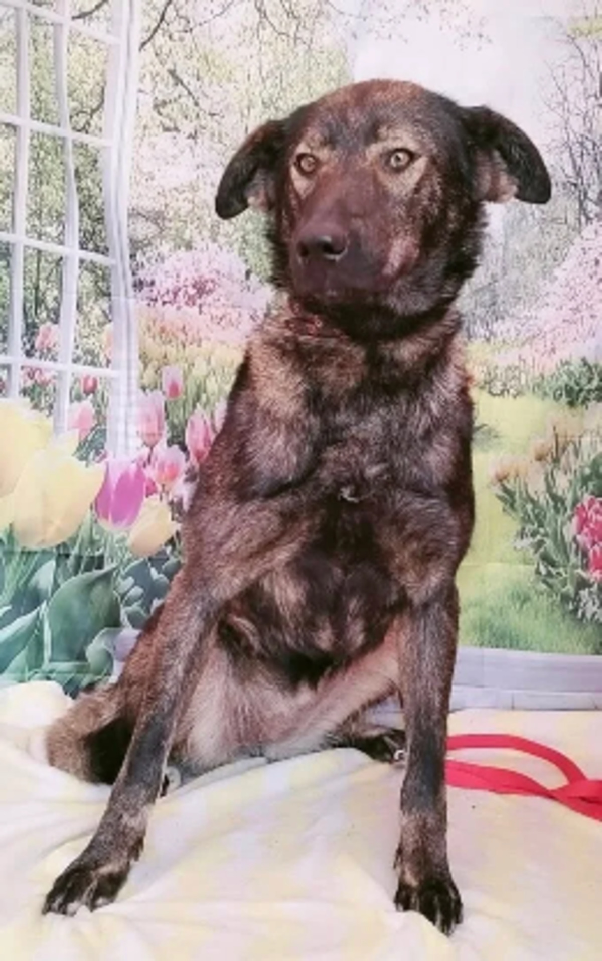 Adoption Muffin