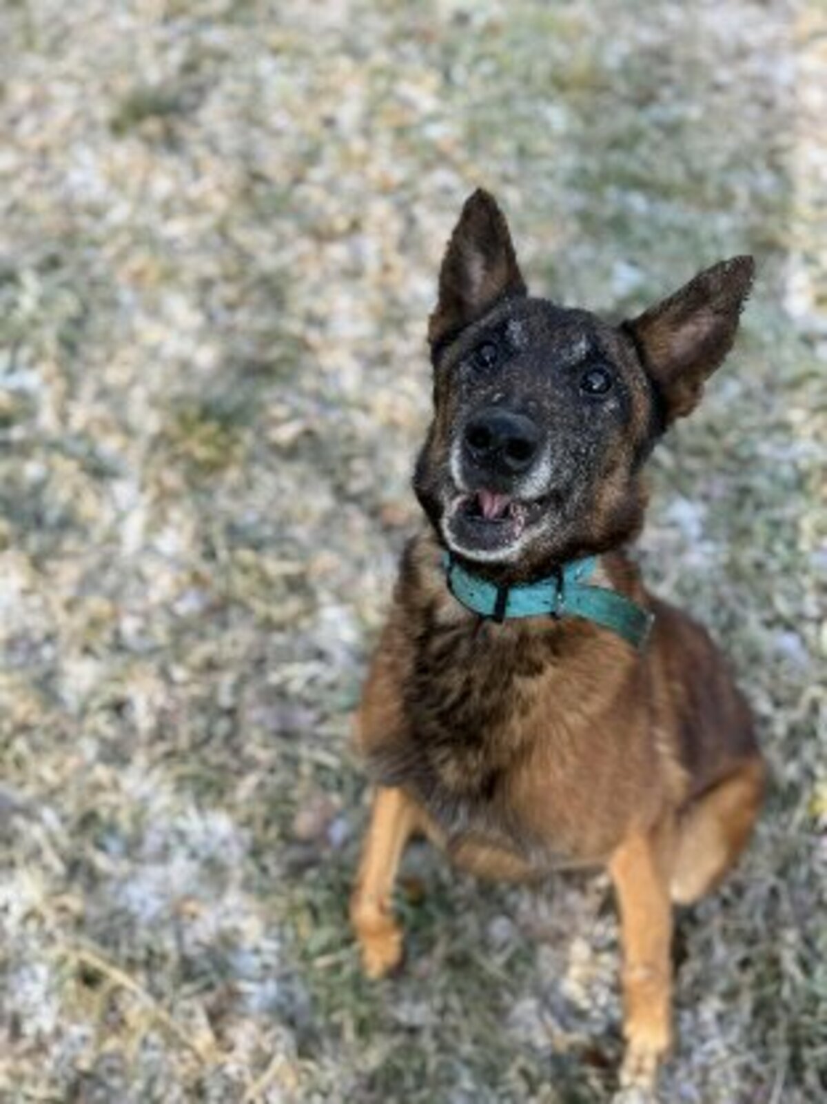 Adoption Murphy