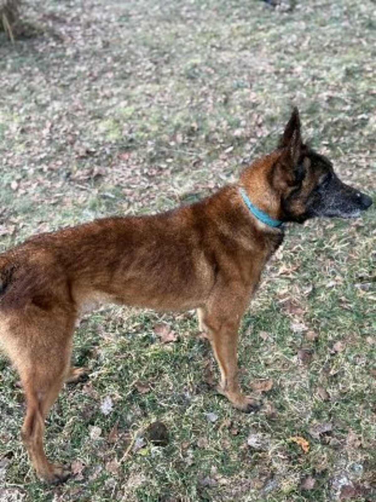 Adoption Murphy