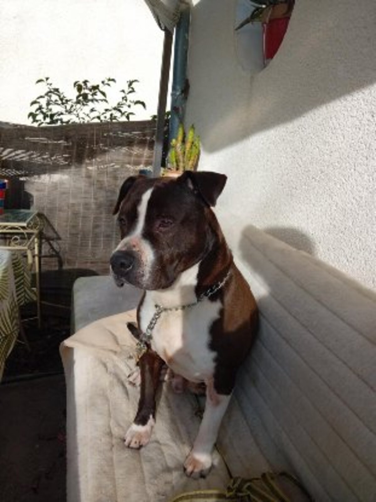 Adoption Murphy