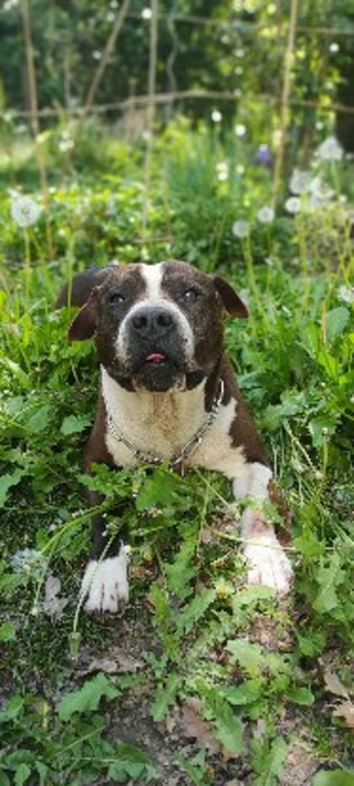 Adoption Murphy