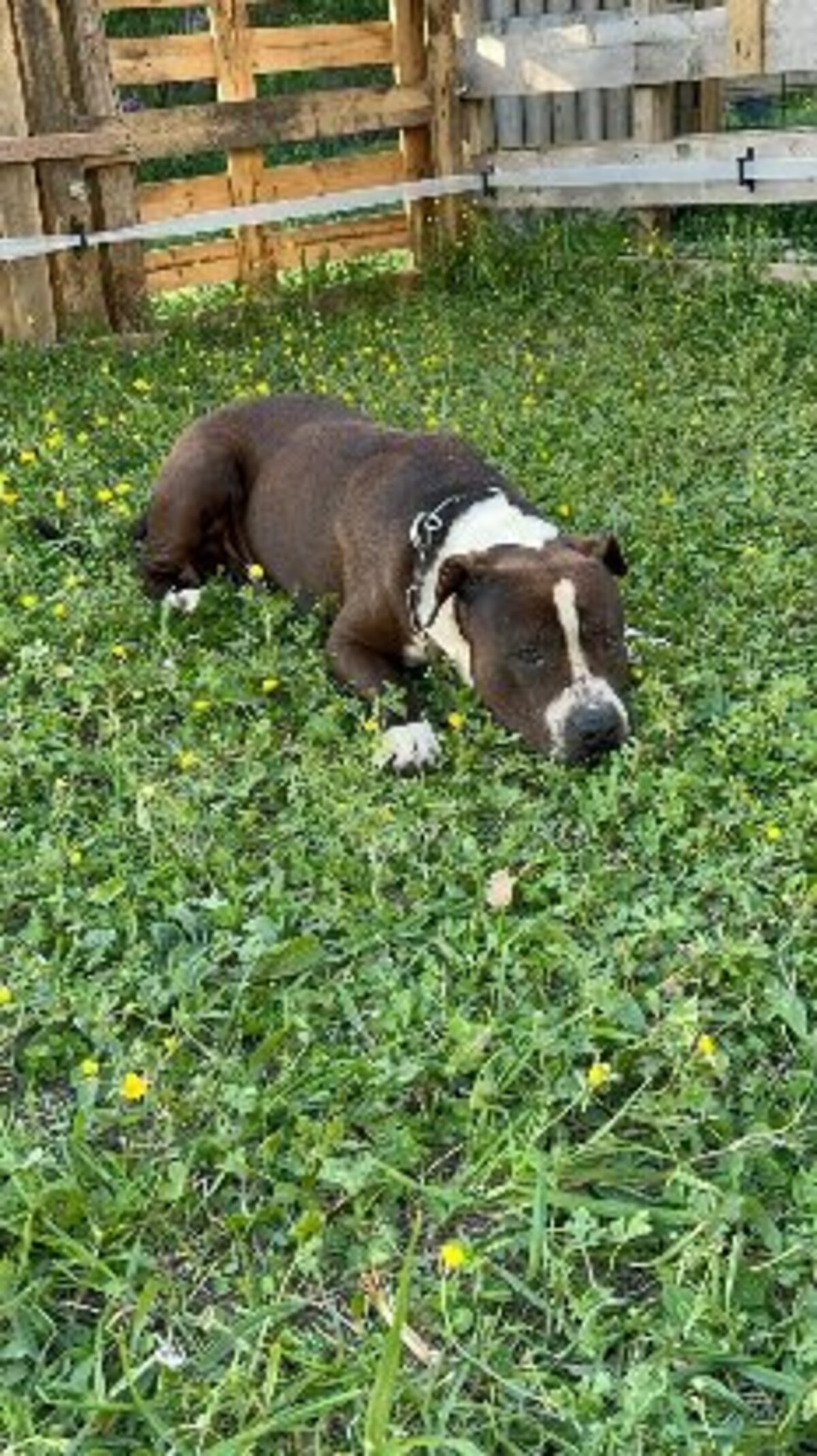 Adoption Murphy