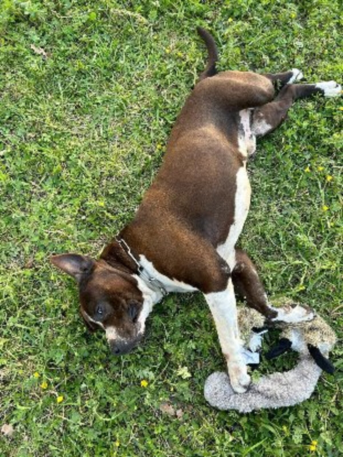 Adoption Murphy