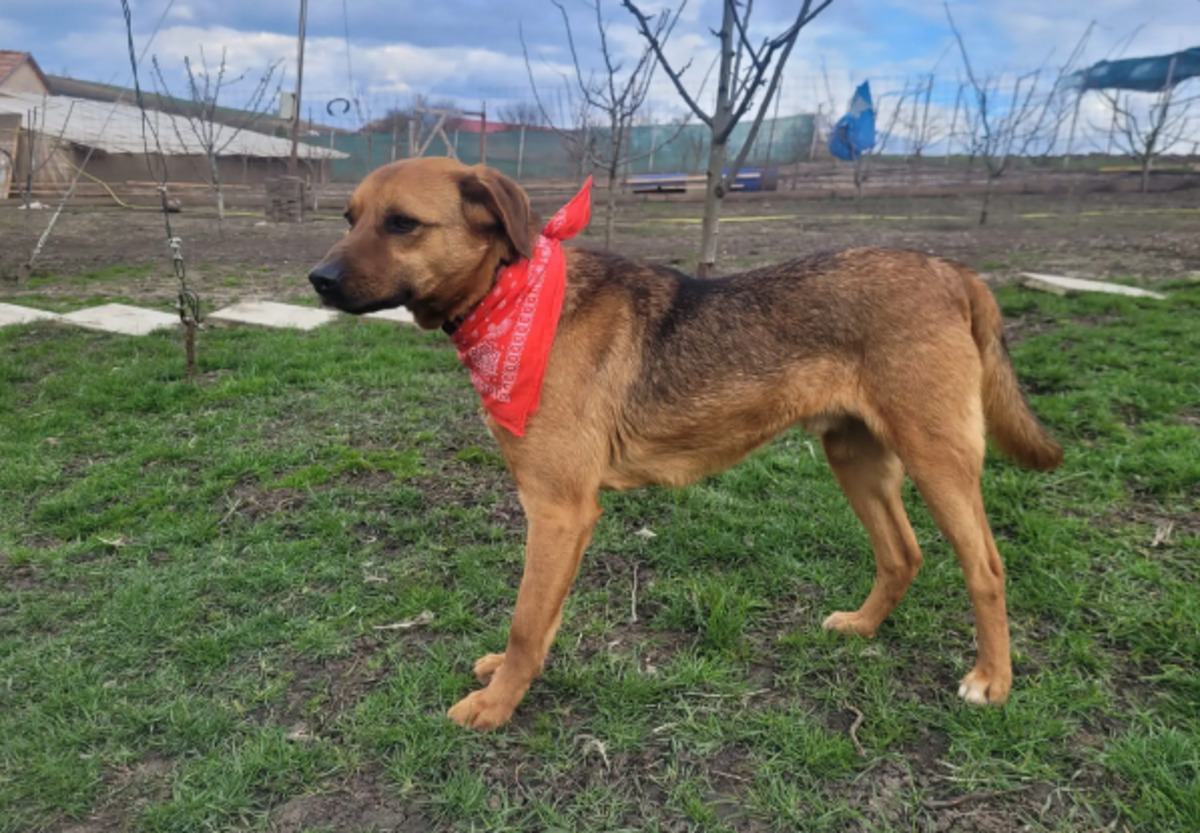 Adoption Murray