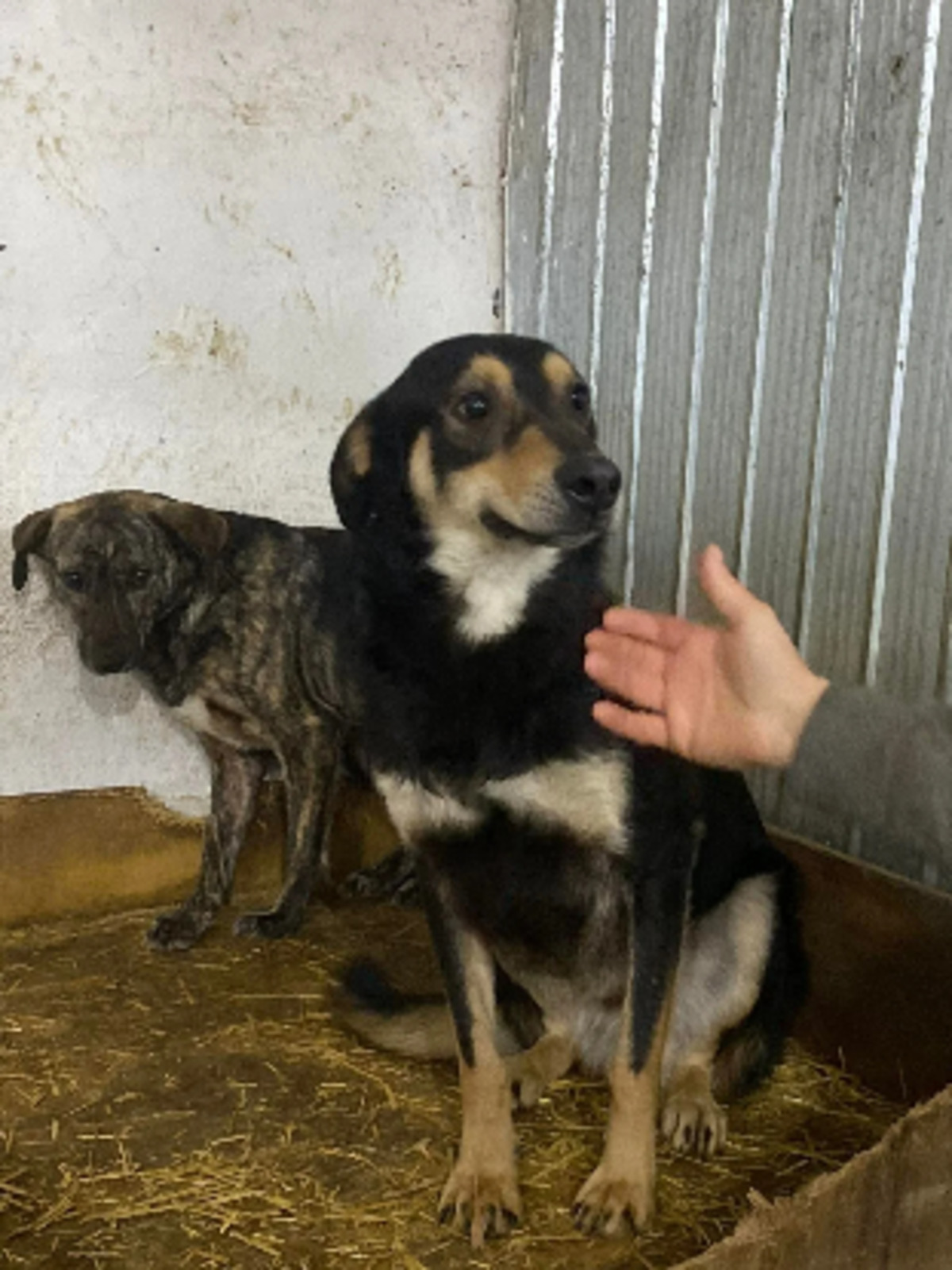 Adoption Mushu