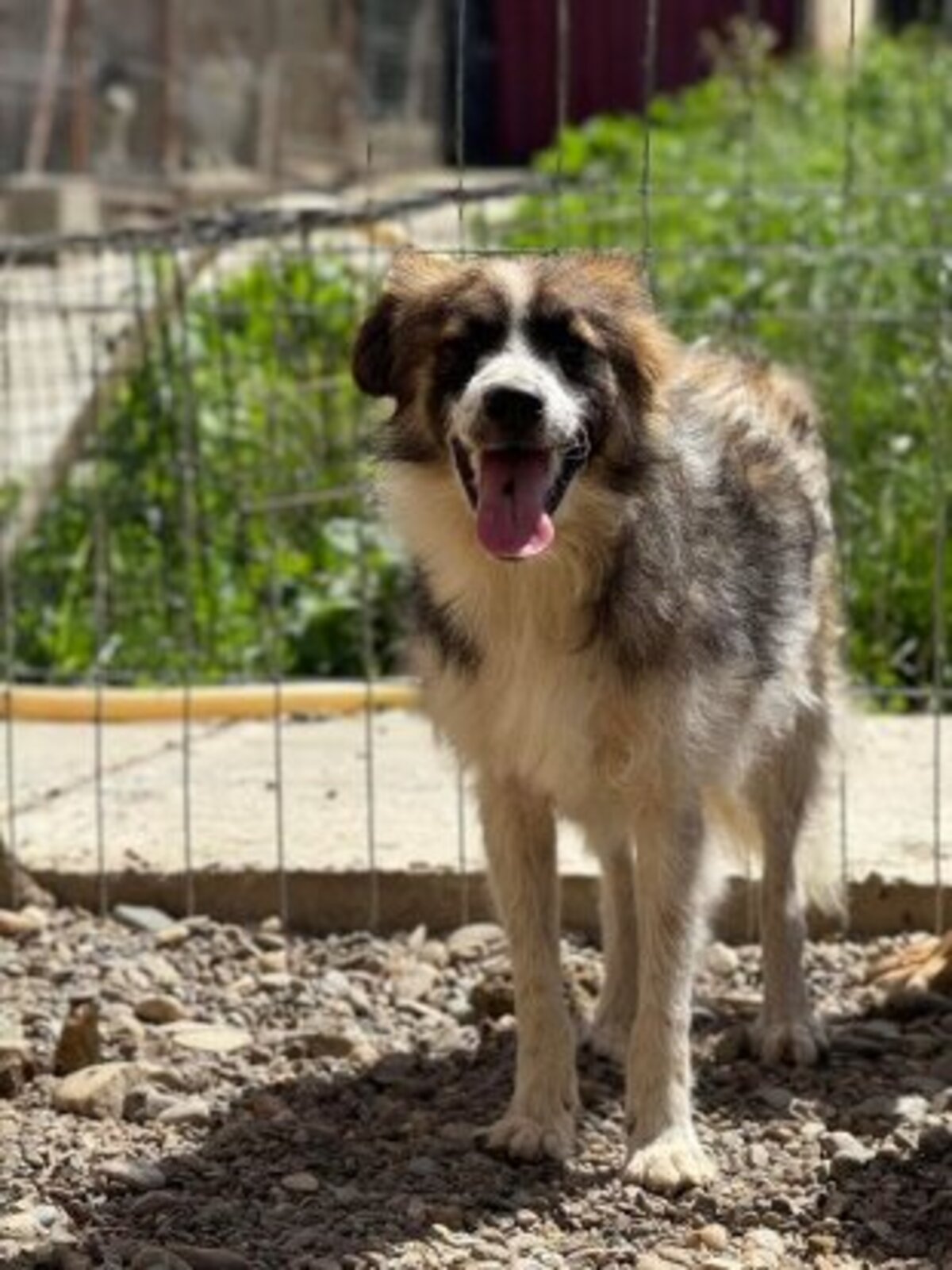 Adoption Mylou