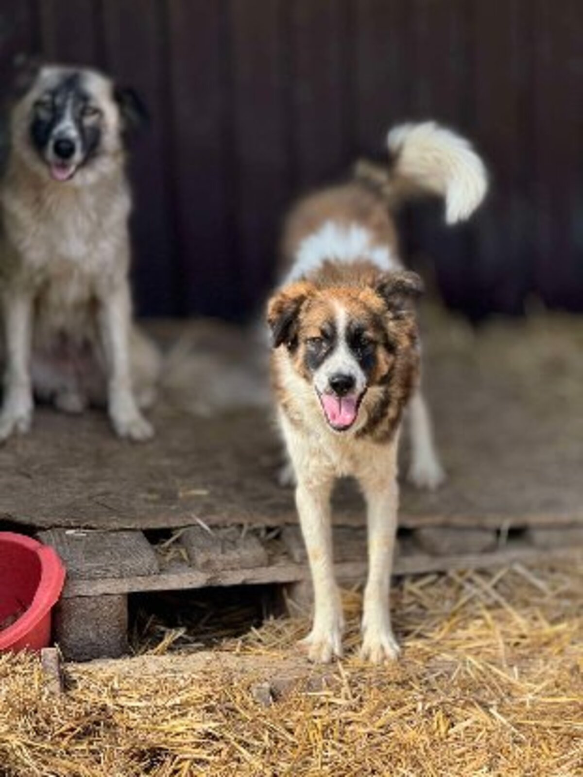 Adoption Mylou