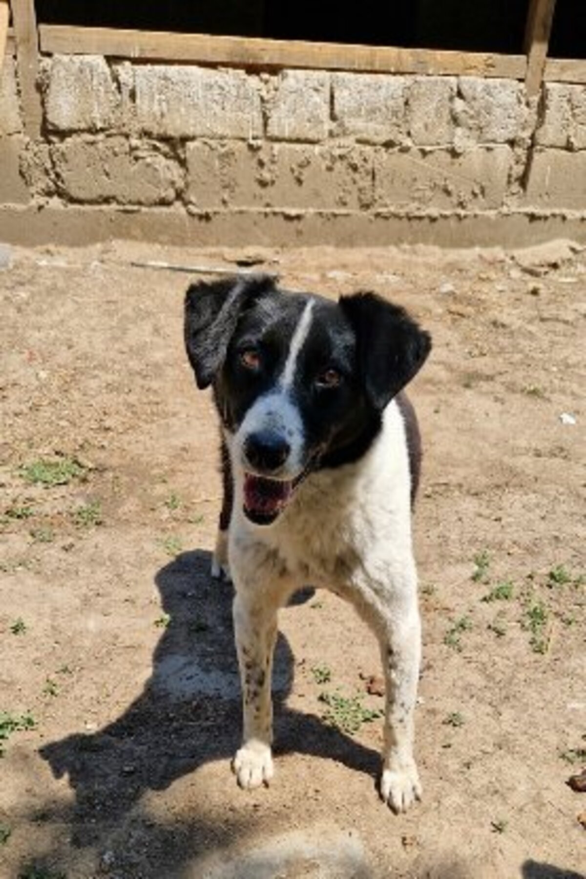 Adoption Mystic