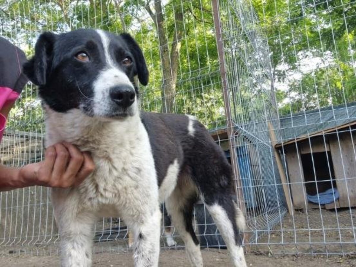 Adoption Mystic