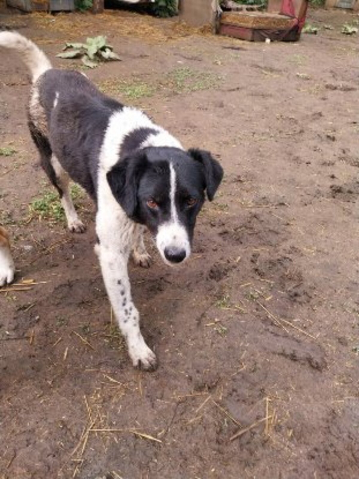 Adoption Mystic