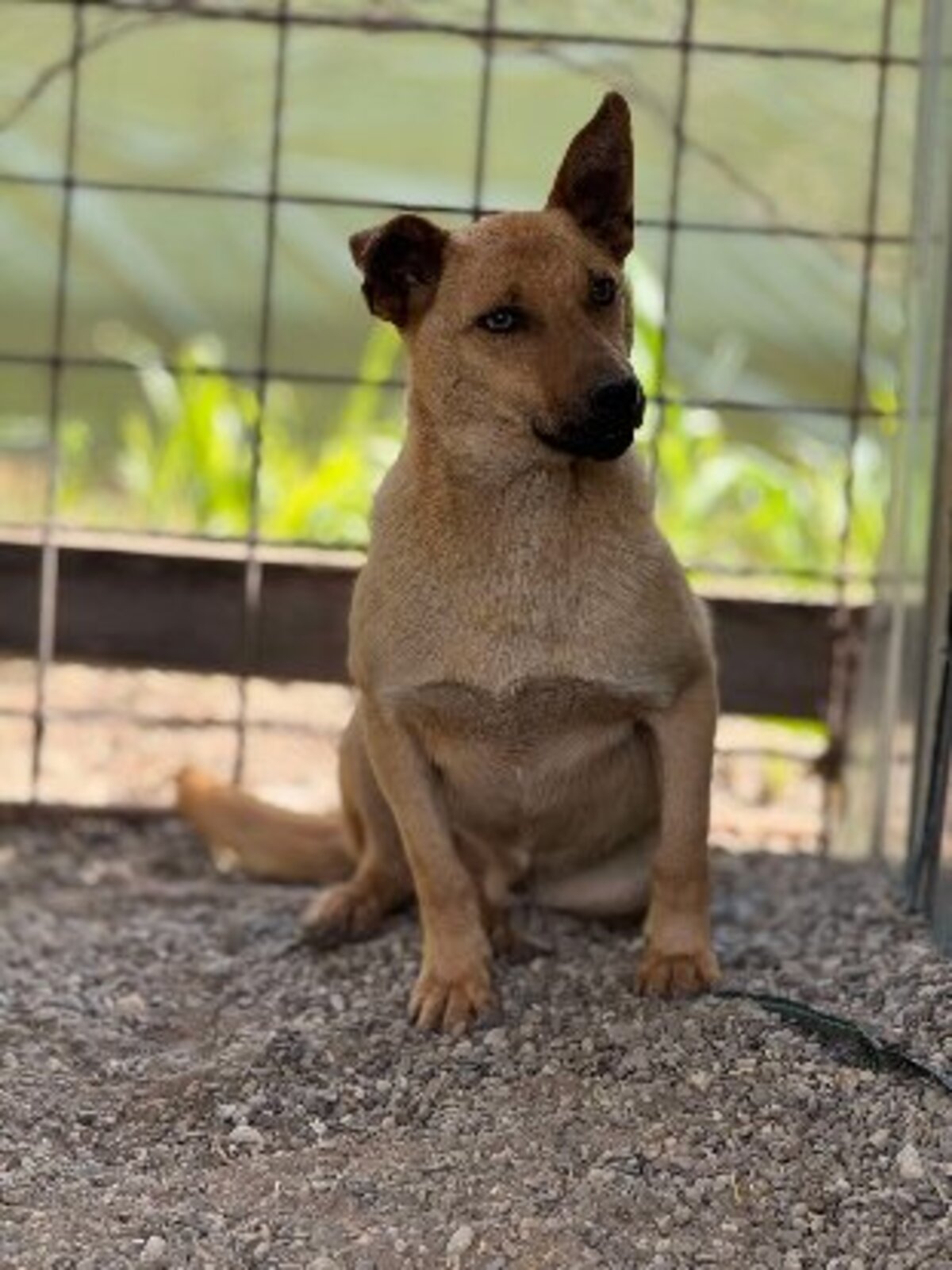 Adoption Nacho